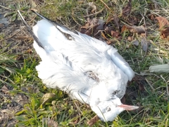 Chroicocephalus ridibundus