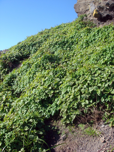 Achyranthes velutina observed 2011-05-21