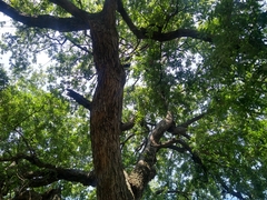 Quercus vaseyana