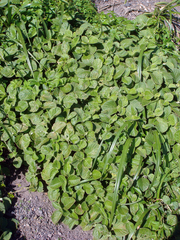 Achyranthes velutina