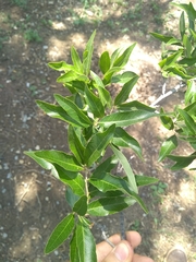 Quercus vaseyana