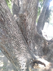 Quercus vaseyana