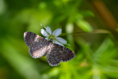 Eupithecia pygmaeata
