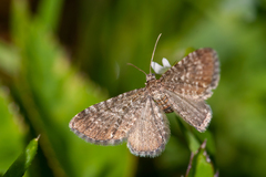 Eupithecia pygmaeata