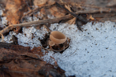 Ciboria betulicola