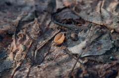 Ciboria betulicola