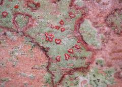 Arthonia rubrocincta