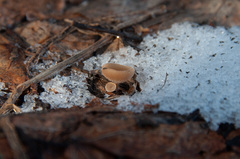 Ciboria betulicola