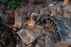 Ciboria betulicola