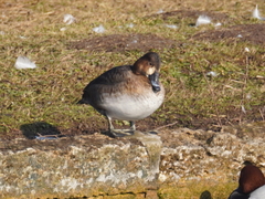 Aythya ferina × fuligula