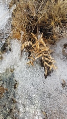 Astragalus chorinensis