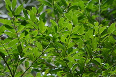Cinnamomum insularimontanum
