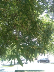 Quercus vaseyana