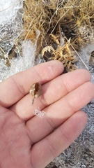 Astragalus chorinensis