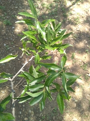 Quercus vaseyana