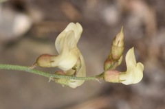Astragalus aequalis