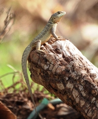 Tropidurus torquatus