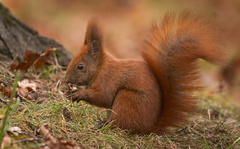 Eurasian Red Squirrel - Photo (c) hedera.baltica, some rights reserved (CC BY-SA)