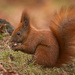 Esquilo-Vermelho - Photo (c) hedera.baltica, alguns direitos reservados (CC BY-SA)