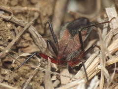 Rhynocoris marginatus