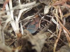 Rhynocoris marginatus