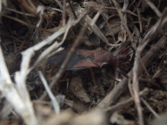 Rhynocoris marginatus