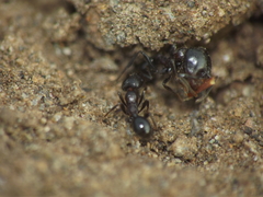 Trichomyrmex