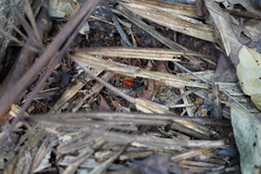 Ranitomeya reticulata