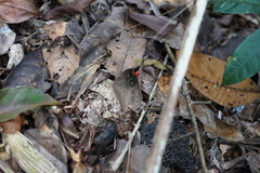 Ranitomeya reticulata