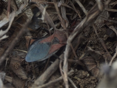 Rhynocoris marginatus