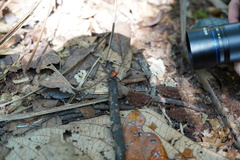 Ranitomeya reticulata