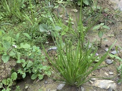 Juncus prismatocarpus leschenaultii