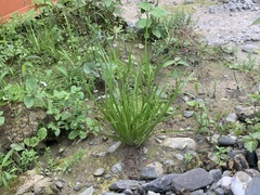Juncus prismatocarpus leschenaultii