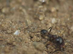 Trichomyrmex