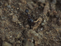Trichomyrmex