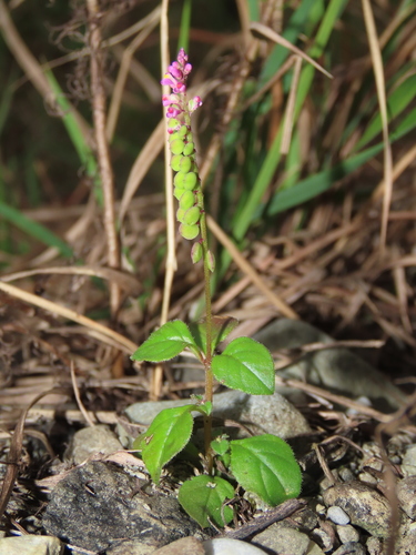 Image of Polygala tatarinowii by (c) chiuluan, some rights reserved (CC BY)