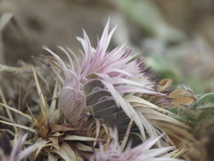 Lepidagathis trinervis