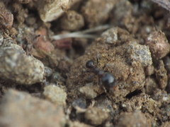 Trichomyrmex