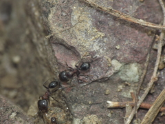 Trichomyrmex