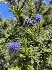Ceanothus papillosus