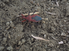 Rhynocoris marginatus