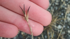 Festuca vivipara