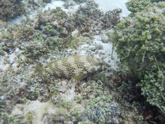 Epinephelus merra