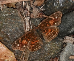 Anthanassa acesas