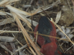Rhynocoris marginatus