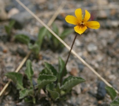 Viola maculata