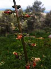 Scrophularia rubricaulis
