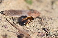 Cheilosia grossa
