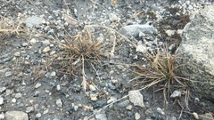 Festuca vivipara
