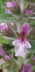 Stachys arabica